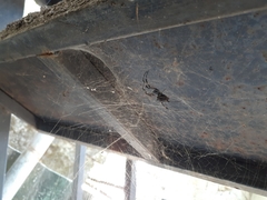 Nephilengys malabarensis