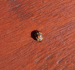 Adalia decempunctata