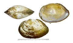 Anemina euscaphys