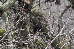 Turdus merula