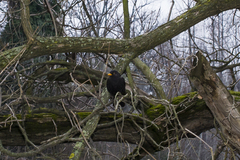 Turdus merula
