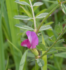 Vicia sativa nigra