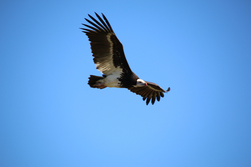 White-headed Vulture