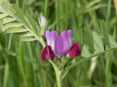Vicia sativa nigra