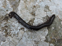 Pachyiulus oenologus