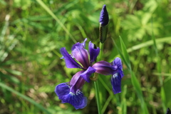 Iris sanguinea