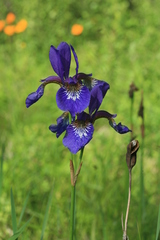 Iris sanguinea
