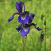 Japanese Iris - Photo (c) Svetlana Nesterova, some rights reserved (CC BY-NC)