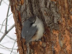 Sitta europaea asiatica