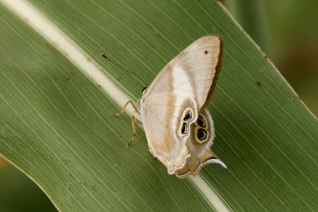 Afriodinia zanzibarica