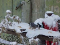 Sitta europaea asiatica