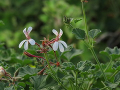 Pelargonium fragrans