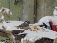 Sitta europaea asiatica
