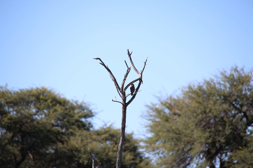Pearl-spotted Owlet