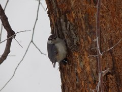 Sitta europaea asiatica