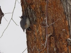 Sitta europaea asiatica
