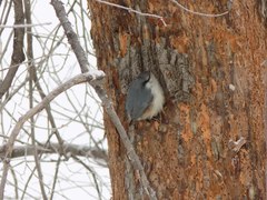 Sitta europaea asiatica