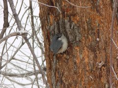 Sitta europaea asiatica