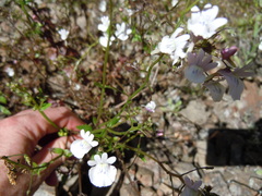 Nemesia elata