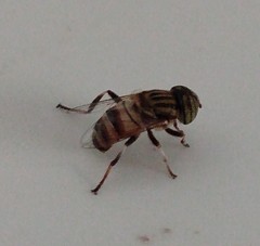 Eristalodes