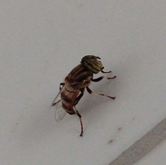 Eristalodes