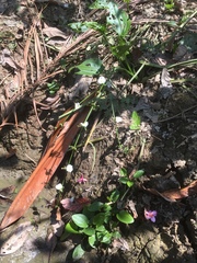 Echinodorus cordifolius