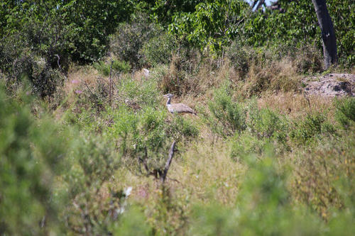 Kori Bustard