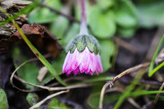 Bellis perennis