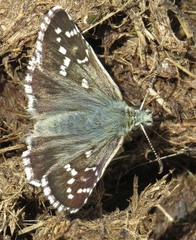 Pyrgus alveus