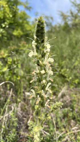 Salvia austriaca, photograph 3