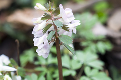 Corydalis solida