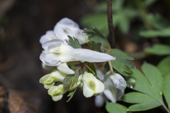 Corydalis solida