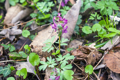 Corydalis solida