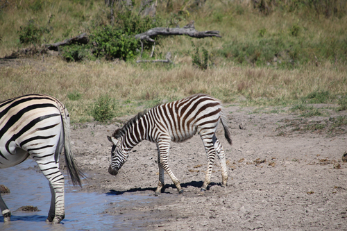 Plains Zebra
