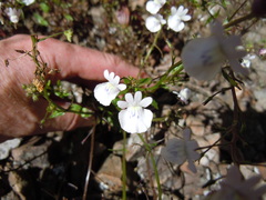 Nemesia elata