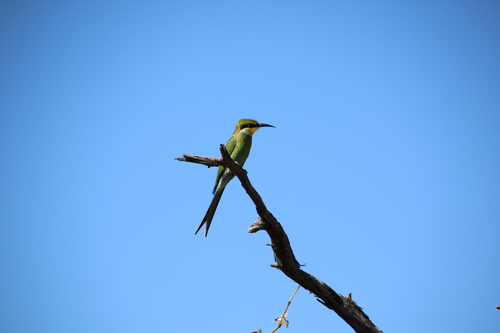 Swallow-tailed Bee-eater