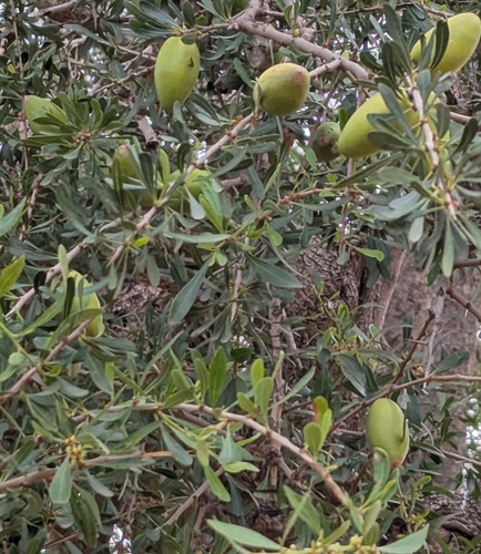 Argan tree