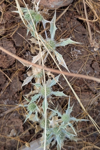 Eryngium ilicifolium