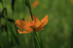 Trollius ledebourii
