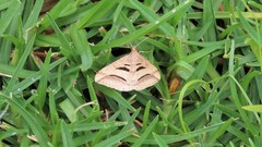 Chiasmia subcurvaria