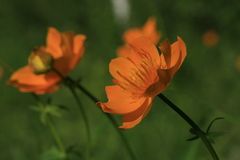 Trollius ledebourii