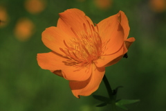 Trollius ledebourii