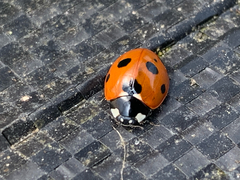 Coccinella septempunctata