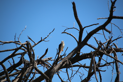 Black-winged Kite