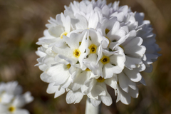 Primula magellanica