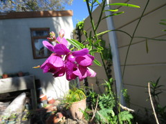 Polygala virgata virgata