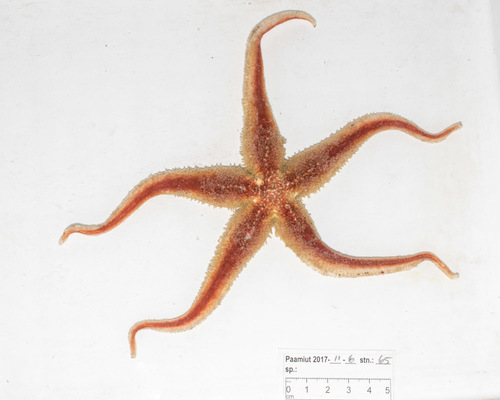 Icasterias panopla