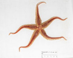 Icasterias panopla