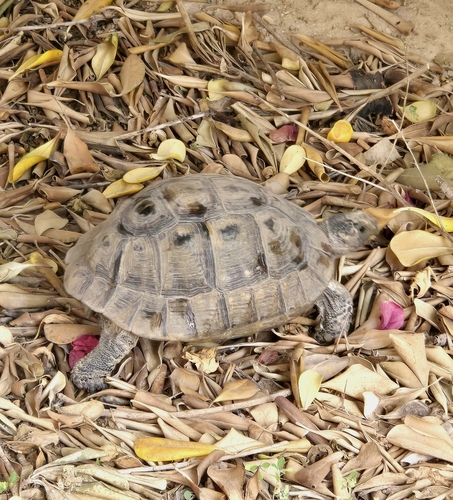 Greek Tortoise
