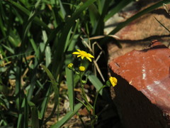 Senecio littoreus